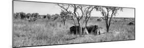 Awesome South Africa Collection Panoramic - Two Rhinos in Savanna B&W-Philippe Hugonnard-Mounted Photographic Print