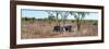 Awesome South Africa Collection Panoramic - Two Rhinos in Savanna-Philippe Hugonnard-Framed Photographic Print
