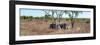 Awesome South Africa Collection Panoramic - Two Rhinos in Savanna-Philippe Hugonnard-Framed Photographic Print