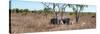 Awesome South Africa Collection Panoramic - Two Rhinos in Savanna-Philippe Hugonnard-Stretched Canvas