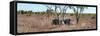 Awesome South Africa Collection Panoramic - Two Rhinos in Savanna-Philippe Hugonnard-Framed Stretched Canvas