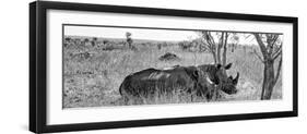 Awesome South Africa Collection Panoramic - Two White Rhinos I-Philippe Hugonnard-Framed Photographic Print