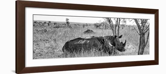 Awesome South Africa Collection Panoramic - Two White Rhinos I-Philippe Hugonnard-Framed Photographic Print