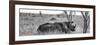 Awesome South Africa Collection Panoramic - Two White Rhinos I-Philippe Hugonnard-Framed Photographic Print