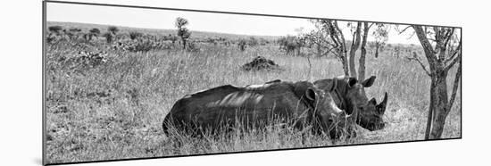 Awesome South Africa Collection Panoramic - Two White Rhinos I-Philippe Hugonnard-Mounted Photographic Print