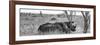 Awesome South Africa Collection Panoramic - Two White Rhinos I-Philippe Hugonnard-Framed Photographic Print