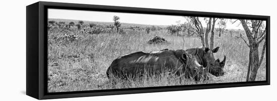 Awesome South Africa Collection Panoramic - Two White Rhinos I-Philippe Hugonnard-Framed Stretched Canvas