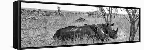 Awesome South Africa Collection Panoramic - Two White Rhinos I-Philippe Hugonnard-Framed Stretched Canvas