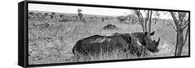 Awesome South Africa Collection Panoramic - Two White Rhinos I-Philippe Hugonnard-Framed Stretched Canvas