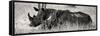 Awesome South Africa Collection Panoramic - Two White Rhinos II-Philippe Hugonnard-Framed Stretched Canvas