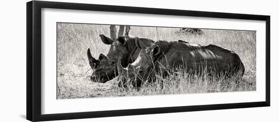 Awesome South Africa Collection Panoramic - Two White Rhinos II-Philippe Hugonnard-Framed Photographic Print