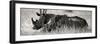 Awesome South Africa Collection Panoramic - Two White Rhinos II-Philippe Hugonnard-Framed Photographic Print