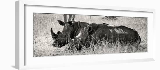 Awesome South Africa Collection Panoramic - Two White Rhinos II-Philippe Hugonnard-Framed Photographic Print