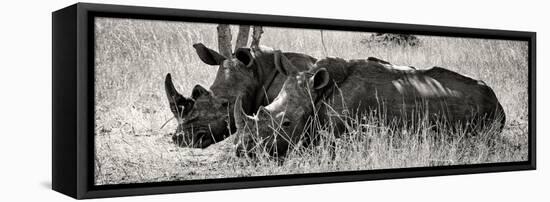 Awesome South Africa Collection Panoramic - Two White Rhinos II-Philippe Hugonnard-Framed Stretched Canvas