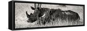 Awesome South Africa Collection Panoramic - Two White Rhinos II-Philippe Hugonnard-Framed Stretched Canvas