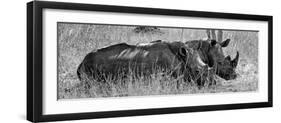 Awesome South Africa Collection Panoramic - Two White Rhinos III-Philippe Hugonnard-Framed Photographic Print