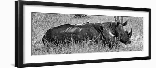 Awesome South Africa Collection Panoramic - Two White Rhinos III-Philippe Hugonnard-Framed Photographic Print
