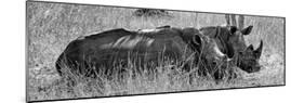 Awesome South Africa Collection Panoramic - Two White Rhinos III-Philippe Hugonnard-Mounted Photographic Print