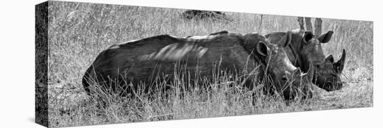 Awesome South Africa Collection Panoramic - Two White Rhinos III-Philippe Hugonnard-Stretched Canvas