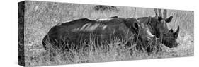 Awesome South Africa Collection Panoramic - Two White Rhinos III-Philippe Hugonnard-Stretched Canvas