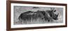 Awesome South Africa Collection Panoramic - Two White Rhinos III-Philippe Hugonnard-Framed Photographic Print