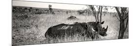 Awesome South Africa Collection Panoramic - Two White Rhinos-Philippe Hugonnard-Mounted Photographic Print