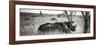 Awesome South Africa Collection Panoramic - Two White Rhinos-Philippe Hugonnard-Framed Photographic Print