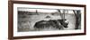 Awesome South Africa Collection Panoramic - Two White Rhinos-Philippe Hugonnard-Framed Photographic Print