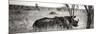 Awesome South Africa Collection Panoramic - Two White Rhinos-Philippe Hugonnard-Mounted Photographic Print