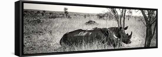 Awesome South Africa Collection Panoramic - Two White Rhinos-Philippe Hugonnard-Framed Stretched Canvas