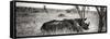 Awesome South Africa Collection Panoramic - Two White Rhinos-Philippe Hugonnard-Framed Stretched Canvas