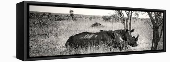 Awesome South Africa Collection Panoramic - Two White Rhinos-Philippe Hugonnard-Framed Stretched Canvas