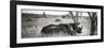 Awesome South Africa Collection Panoramic - Two White Rhinos-Philippe Hugonnard-Framed Premium Photographic Print