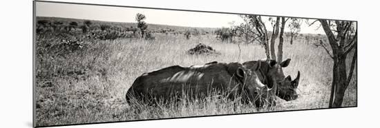 Awesome South Africa Collection Panoramic - Two White Rhinos-Philippe Hugonnard-Mounted Premium Photographic Print