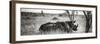 Awesome South Africa Collection Panoramic - Two White Rhinos-Philippe Hugonnard-Framed Photographic Print