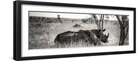 Awesome South Africa Collection Panoramic - Two White Rhinos-Philippe Hugonnard-Framed Photographic Print