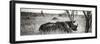 Awesome South Africa Collection Panoramic - Two White Rhinos-Philippe Hugonnard-Framed Photographic Print