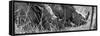 Awesome South Africa Collection Panoramic - White Rhinos Sleeping B&W-Philippe Hugonnard-Framed Stretched Canvas