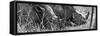 Awesome South Africa Collection Panoramic - White Rhinos Sleeping B&W-Philippe Hugonnard-Framed Stretched Canvas