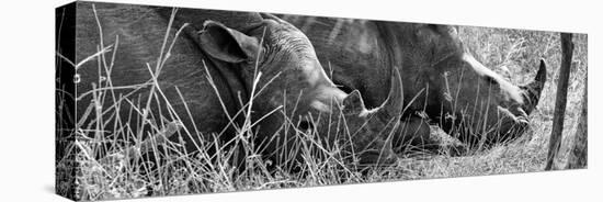 Awesome South Africa Collection Panoramic - White Rhinos Sleeping B&W-Philippe Hugonnard-Stretched Canvas