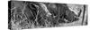 Awesome South Africa Collection Panoramic - White Rhinos Sleeping B&W-Philippe Hugonnard-Stretched Canvas