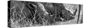 Awesome South Africa Collection Panoramic - White Rhinos Sleeping B&W-Philippe Hugonnard-Stretched Canvas