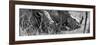 Awesome South Africa Collection Panoramic - White Rhinos Sleeping B&W-Philippe Hugonnard-Framed Photographic Print