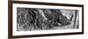 Awesome South Africa Collection Panoramic - White Rhinos Sleeping B&W-Philippe Hugonnard-Framed Photographic Print