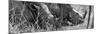 Awesome South Africa Collection Panoramic - White Rhinos Sleeping B&W-Philippe Hugonnard-Mounted Photographic Print