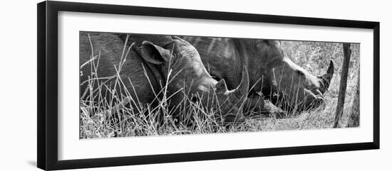 Awesome South Africa Collection Panoramic - White Rhinos Sleeping B&W-Philippe Hugonnard-Framed Photographic Print