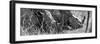 Awesome South Africa Collection Panoramic - White Rhinos Sleeping B&W-Philippe Hugonnard-Framed Photographic Print