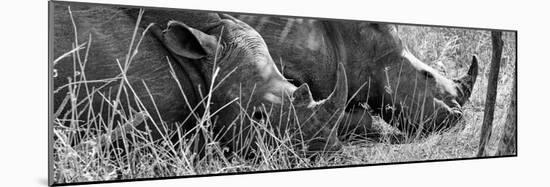 Awesome South Africa Collection Panoramic - White Rhinos Sleeping B&W-Philippe Hugonnard-Mounted Photographic Print