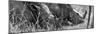 Awesome South Africa Collection Panoramic - White Rhinos Sleeping B&W-Philippe Hugonnard-Mounted Photographic Print