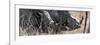 Awesome South Africa Collection Panoramic - White Rhinos Sleeping-Philippe Hugonnard-Framed Photographic Print